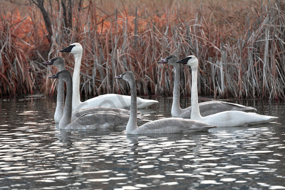 trumpeter swan family