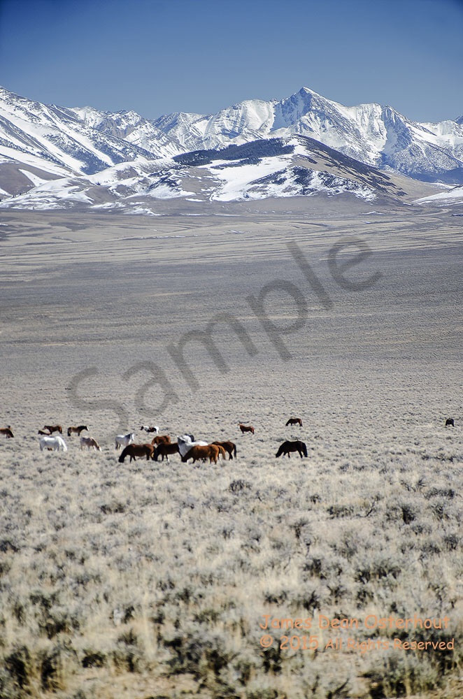 Wild Horses Of Challis Photography Art | Swan Valley Photo