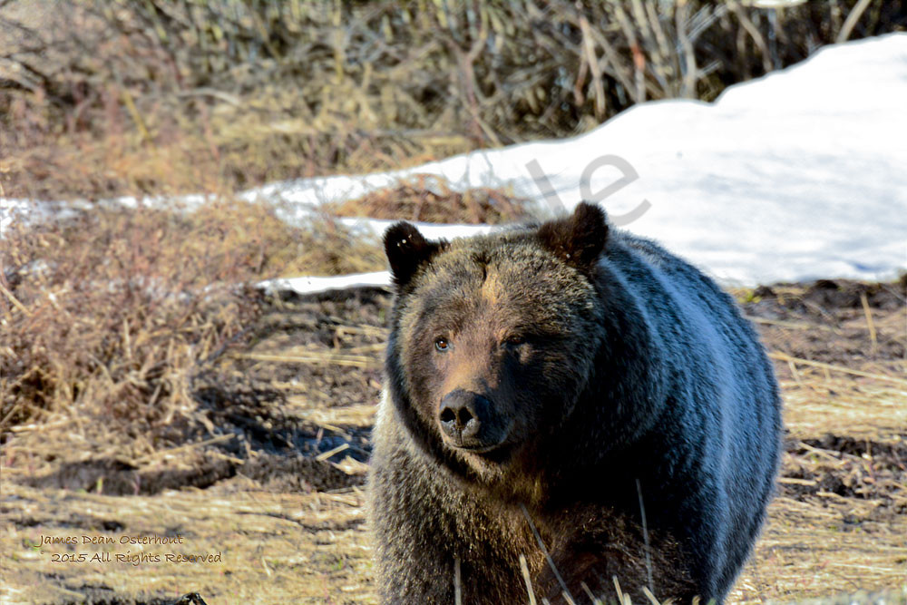 grizzly bear,grand teton national park,oxbow