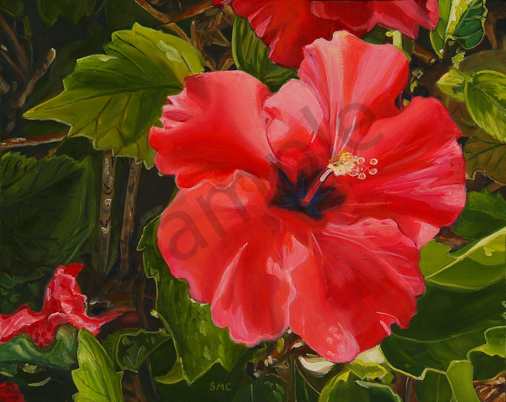 Nature Art | Red Hibiscus by Carlisle