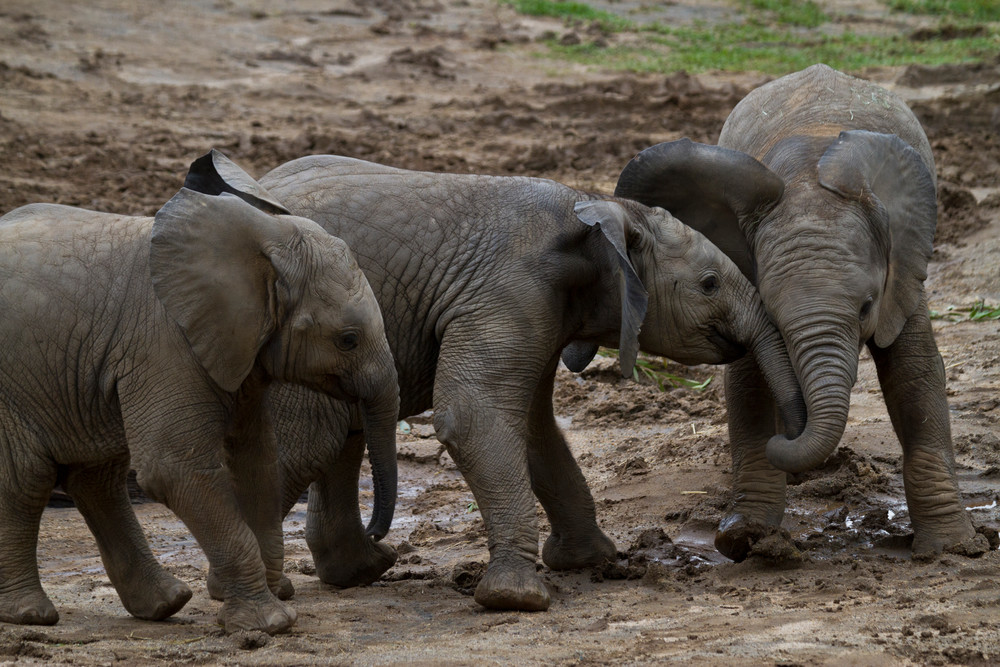 Wildlife Photography Elephants at Play by Leighton Lum