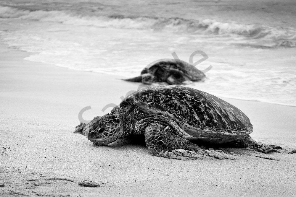 Hawaii Photography | Turtle Race by Leighton Lum
