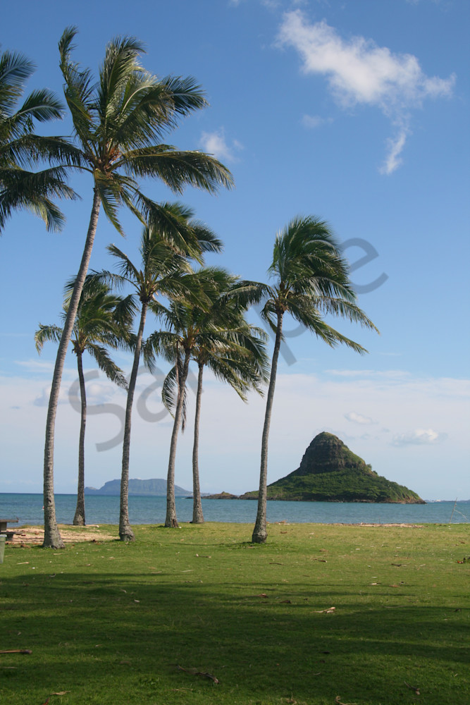 Landscape Photography | Palm Trees at Chinaman's Hat by Doreen Decasa