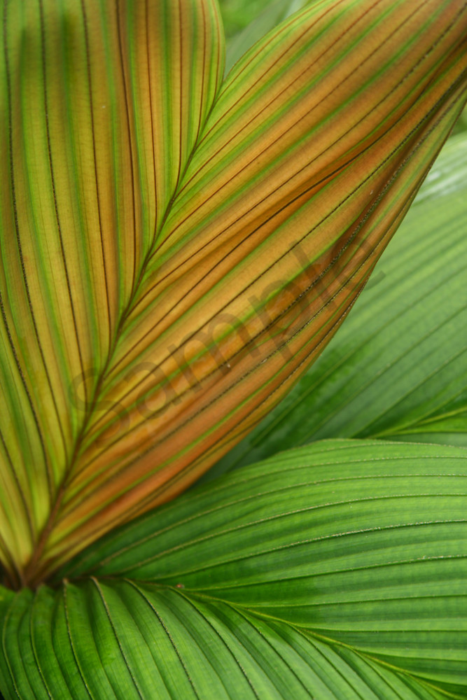 Fine Art Photography | Gold Palm Patterns by Doreen Decasa