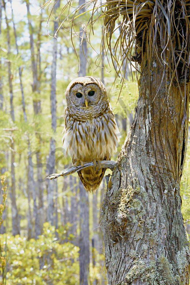 Barred Owl  Art | Cunningham Gallery