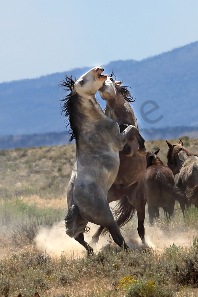 0913 Fighting Wild Mustangs Sand Wash Basin Art | Cunningham Gallery