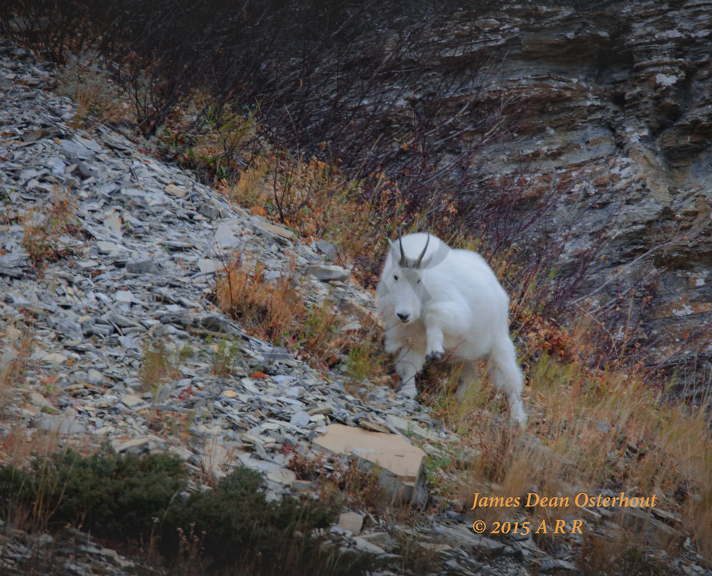 Glacier Goat Photography Art | Swan Valley Photo