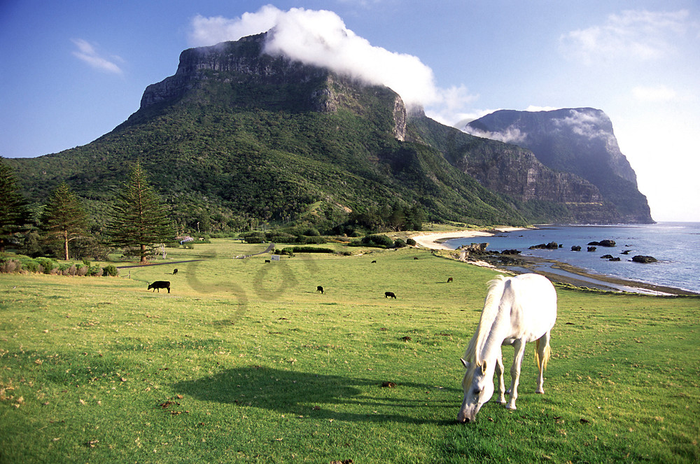 A lucky horse grazes under the spectacular Mt. Gower, Lord Howe Island, Australia.  Lord Howe Island is home to the world's southern-most coral reef.  Ocean currents flow southward from the Great Barrier Reef, bringing coral larvae, which settle and 