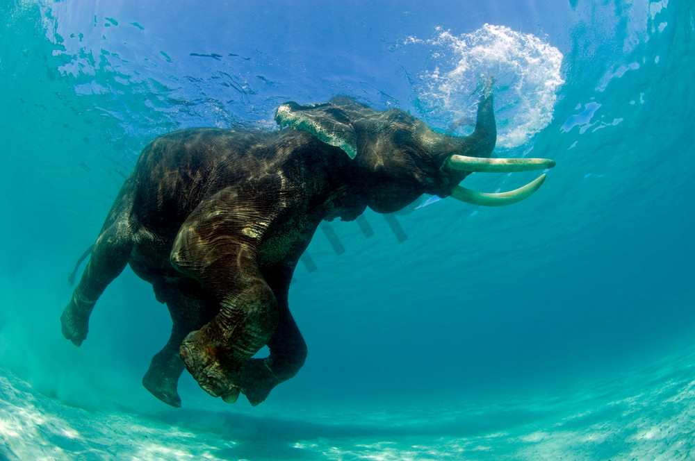 Rajan, The Snorkeling Elephant..Shot in Andaman Islands, India