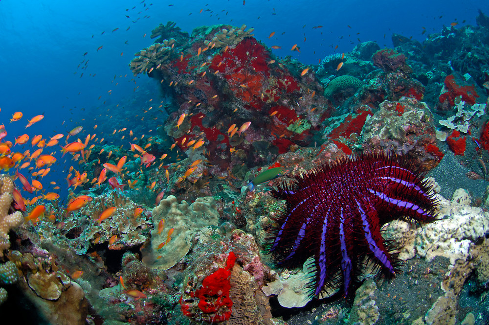 Crown of Thorns Starfish and Anthias II..Shot in India