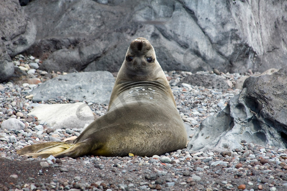 Guadalupe Fur Seal "Peekaboo"..Shot in Mexico