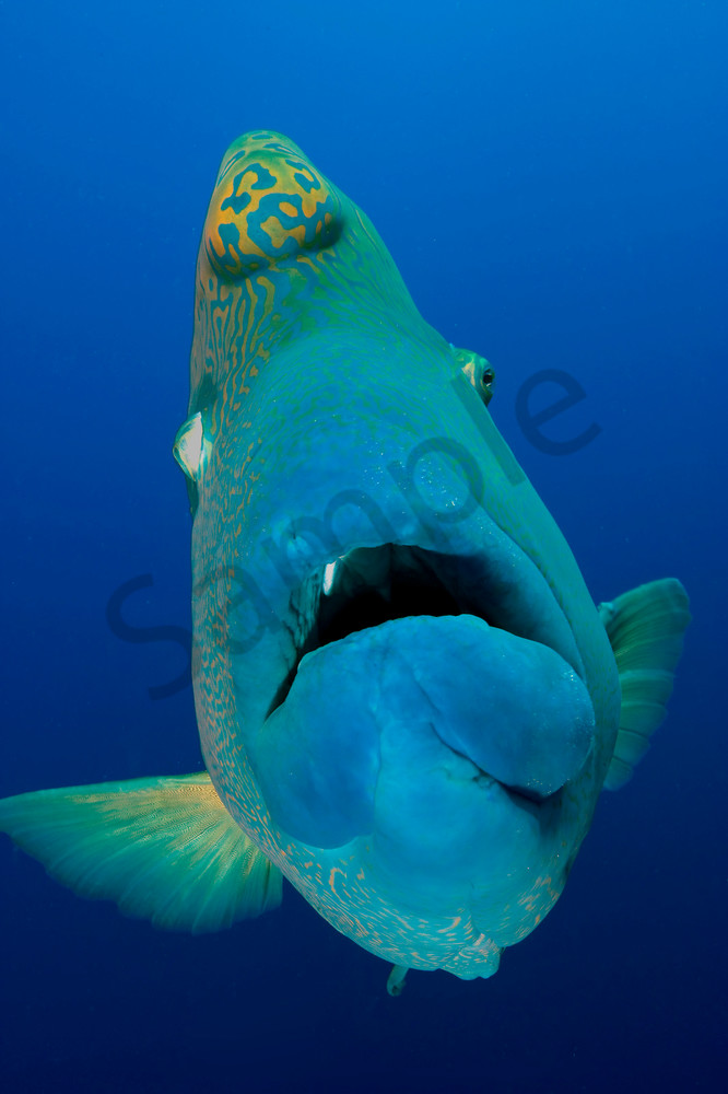 Mature Napoleon Wrasse hams it up for the camera