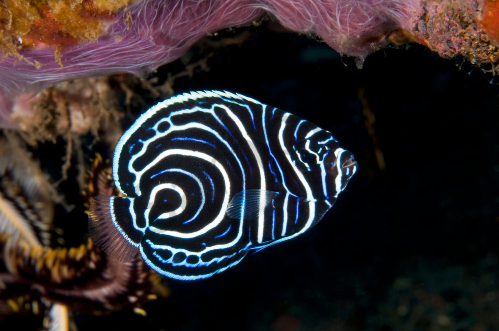 Juvenile Emperor Angelfish..Shot in Bali, Indonesia