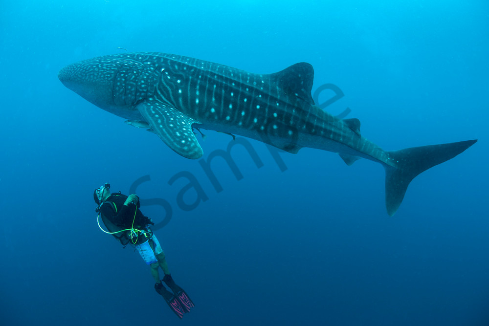 Diver and Whale Shark..Shot in Indonesia