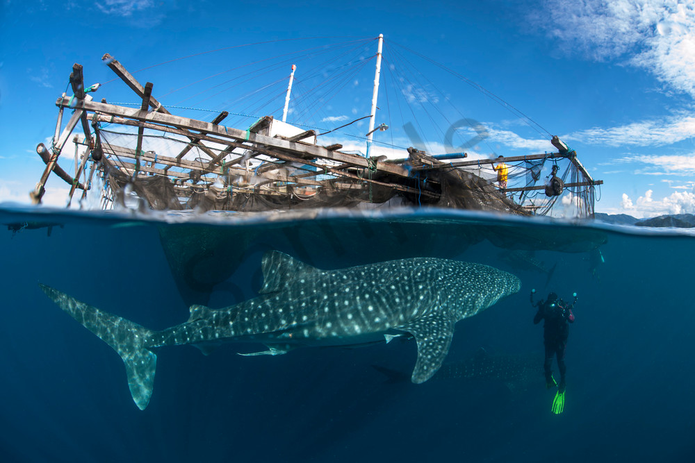 Whale Sharks of Cenderawasih Bay..Shot in Indonesia