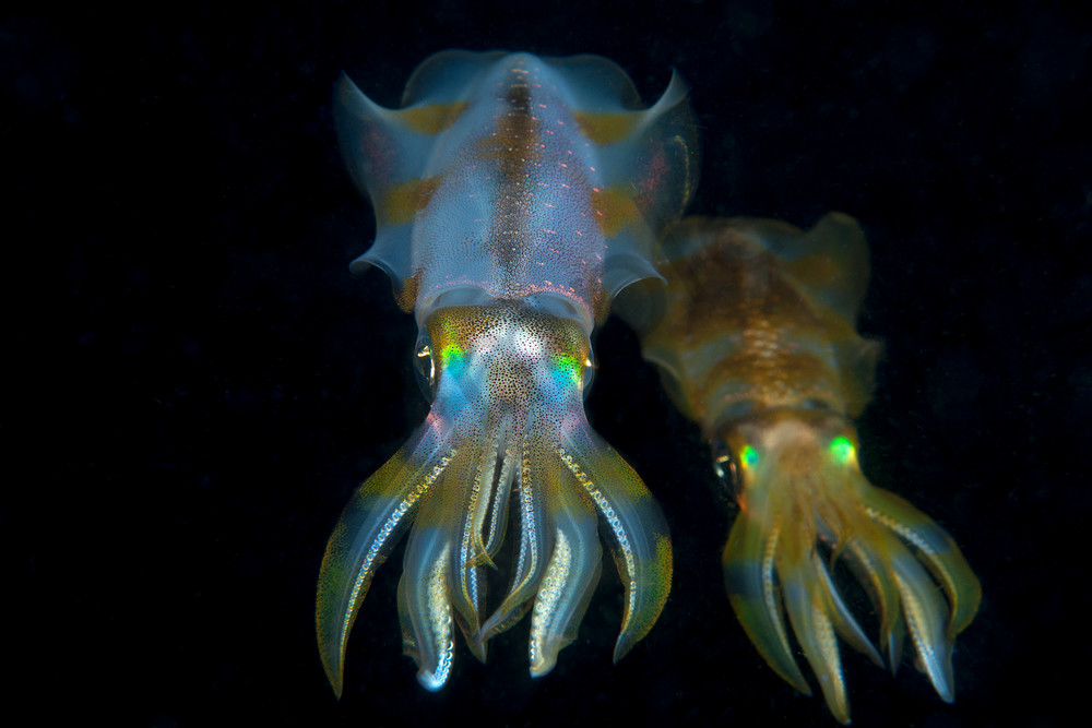 A pair of Reef Squid hover in the water column at night...Shot in Indonesia
