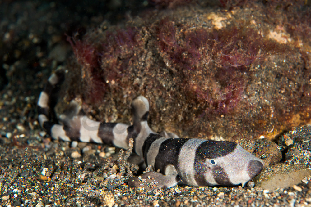 Juvenile Bamboo Shark..Shot in Indonesia