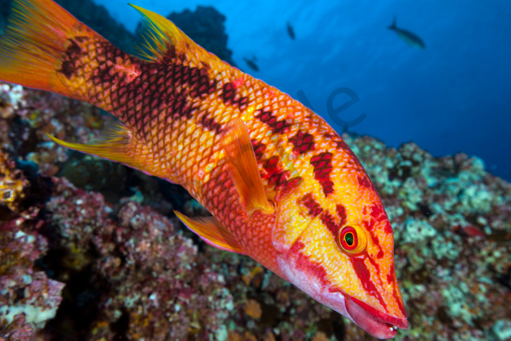 A Mexican Hogfish hams it up for the camera..Shot in Mexico