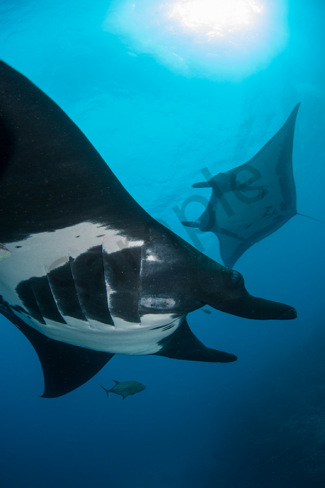 Giant Manta Rays..Shot in Mexico