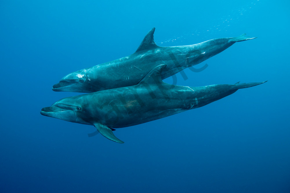 Bottlenose Dolphins ..Shot in Mexico