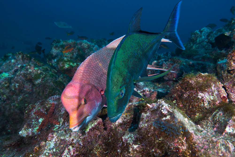 Mexican Hogfish and Black Jack hunting together..Shot in Mexico