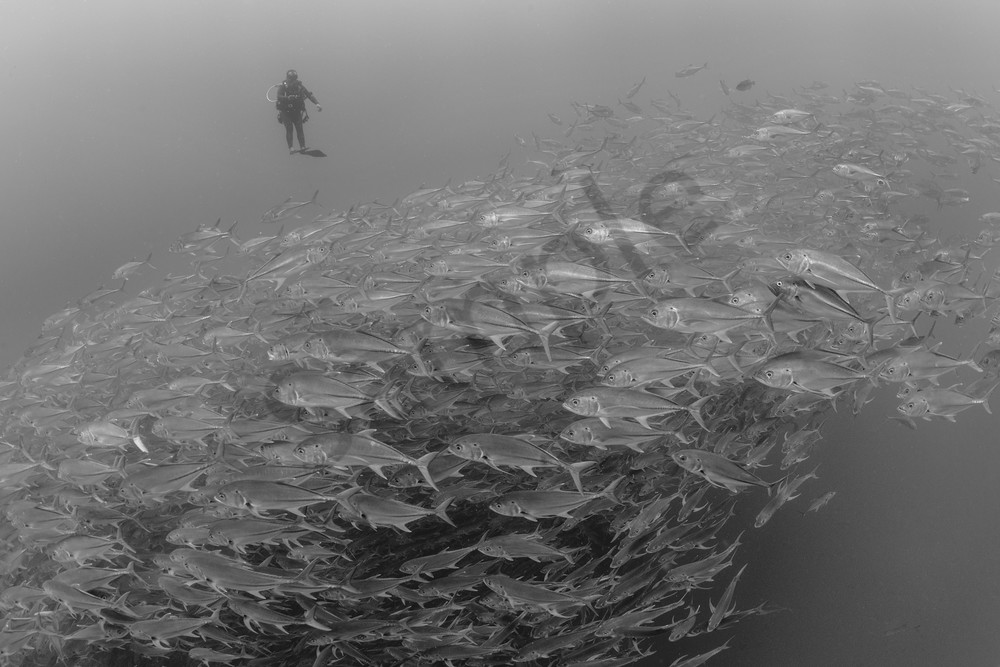A Diver observes a huge school of Jacks...Shot at Cocos Island, Costa Rica