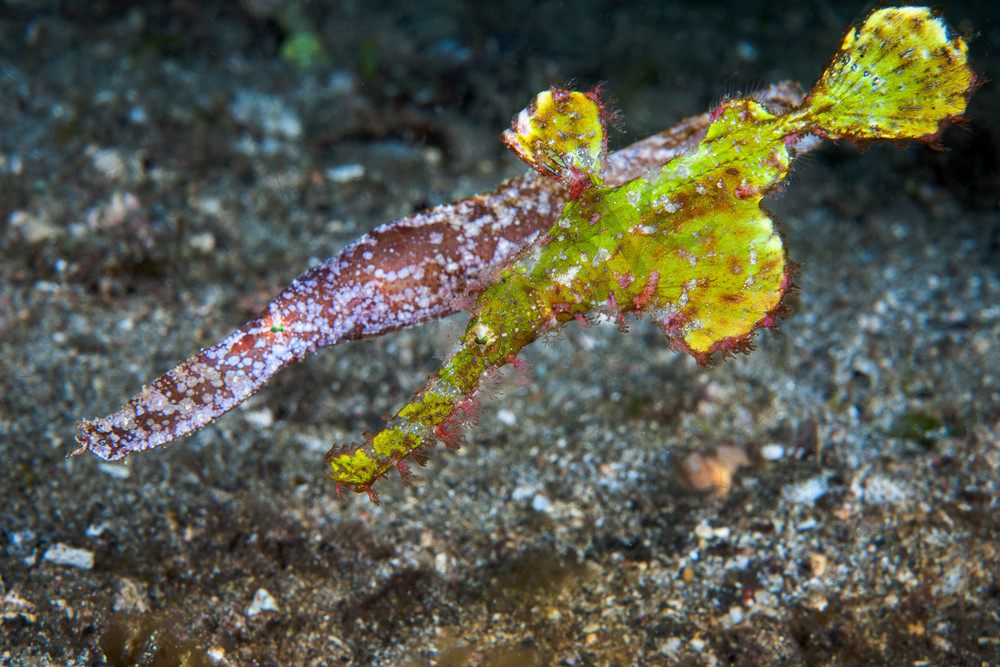 Two distinct species of Ghostpipefish hunt together....Shot in Indonesia