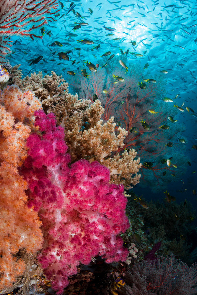 Damsels and Soft Corals..Shot in Indonesia