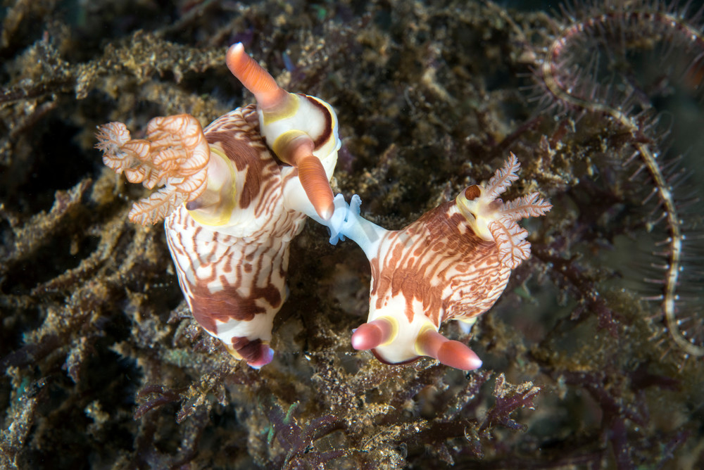 Mating Nembrotha Nudibranchs..Shot in Indonesia