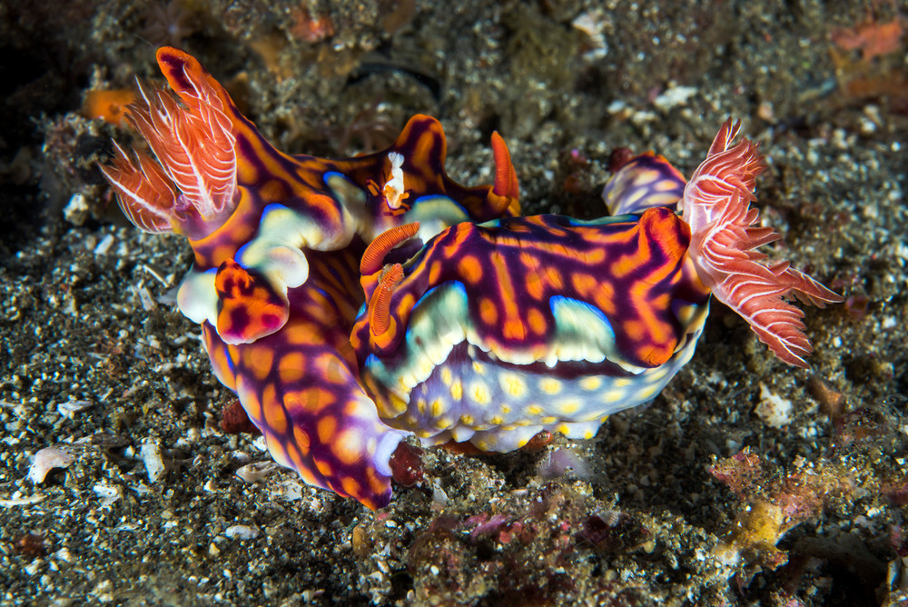 Mating Ceratosoma Nudibranchs, with Emperor Shrimp hitchhiker...Shot in Indonesia