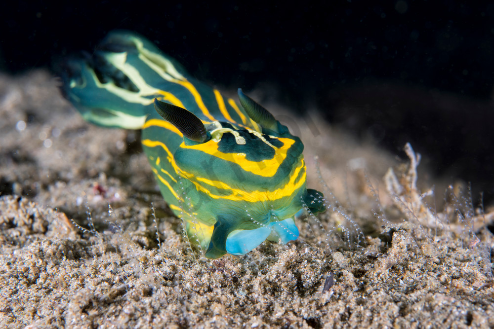 An undescribed Tambja Nudibranch feeds on hydroids on the seafloor..Shot in Indonesia