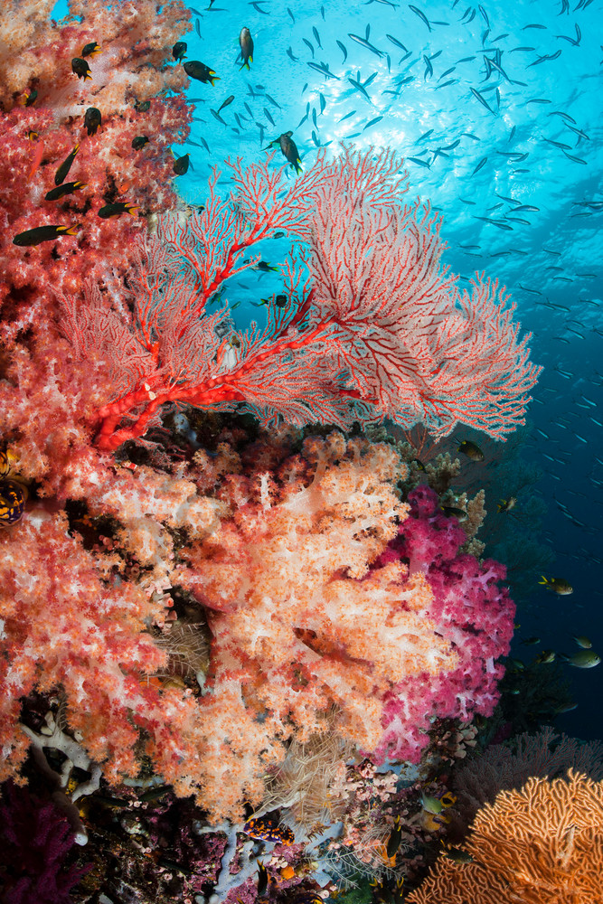 Damsels, Fusiliers and Soft Corals..Shot in Indonesia