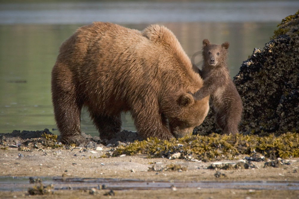 Grizzly cub holding onto "moms" head, Alaska