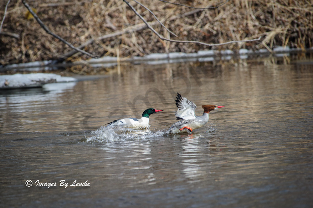 Common Merganser Common Merganser