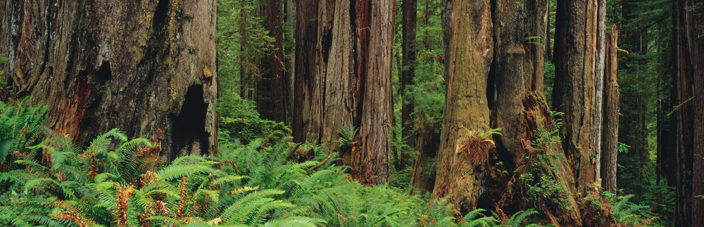 Redwood tree forest in Prairie Creek Redwoods State Park in northern California