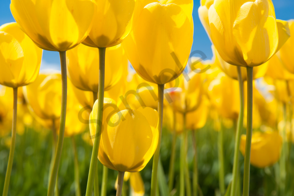 Yellow tulips, Skagit Vally, flowers