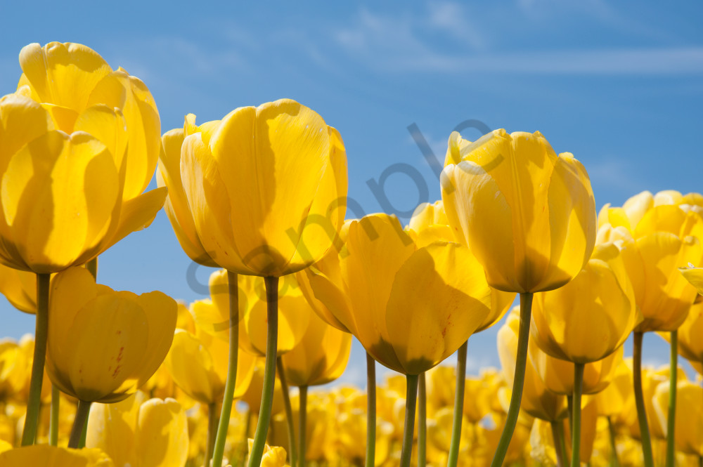Fine art print of yellow tulips, Skagit Vally, flowers