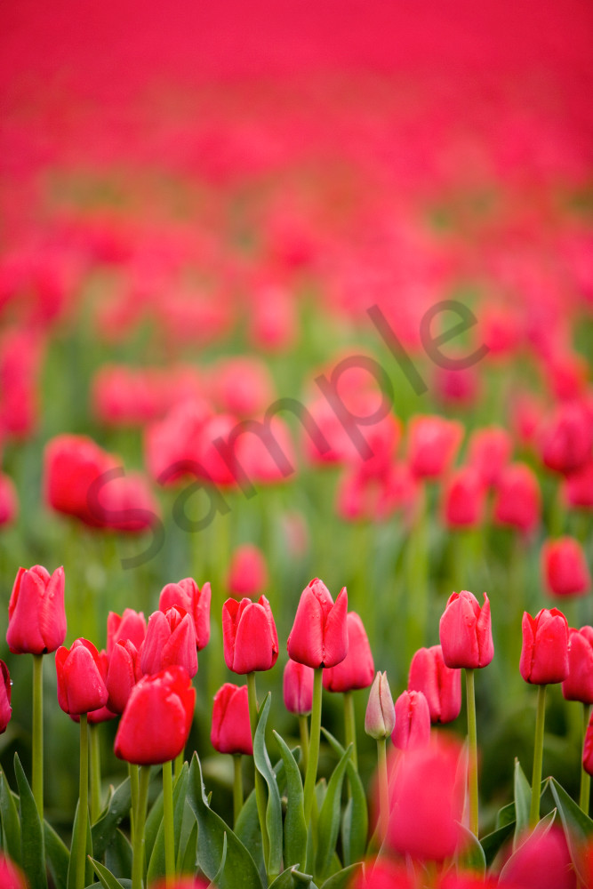 Red tulips in the Skagit Valley of Washington