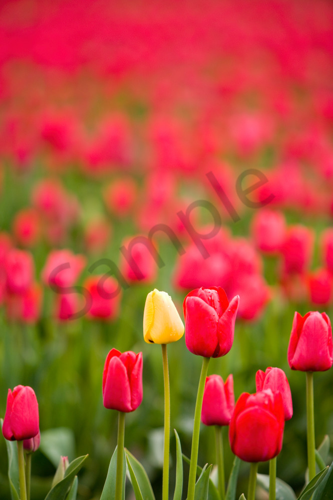 red tulips, Skagit Valley, flowers