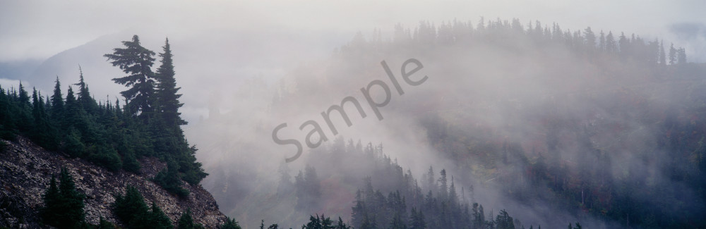 Fog shrouded forest