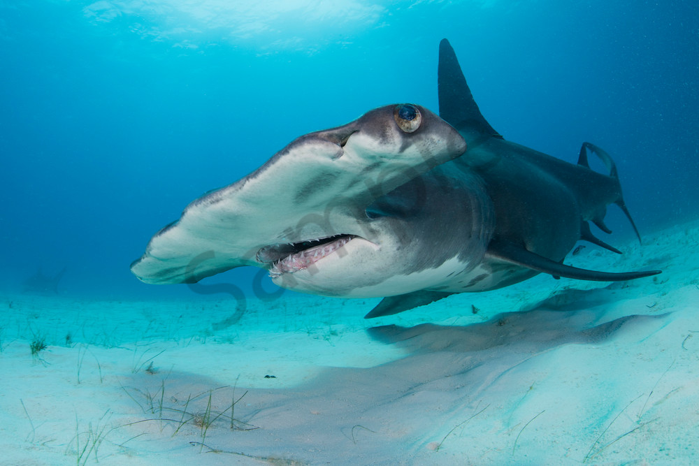 Great Hammerhead Shark ..Shot in Bimini, Bahamas