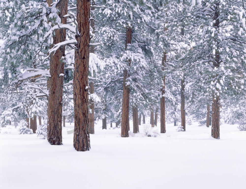 Snow covered Ponderosa forest