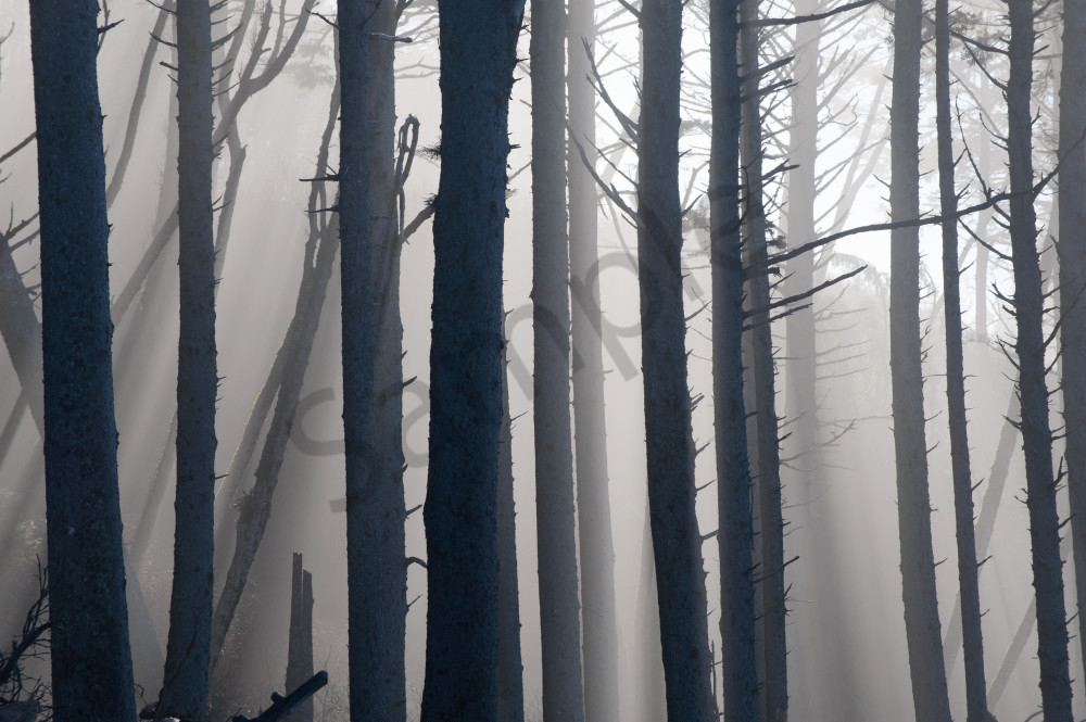 Forest and fog
