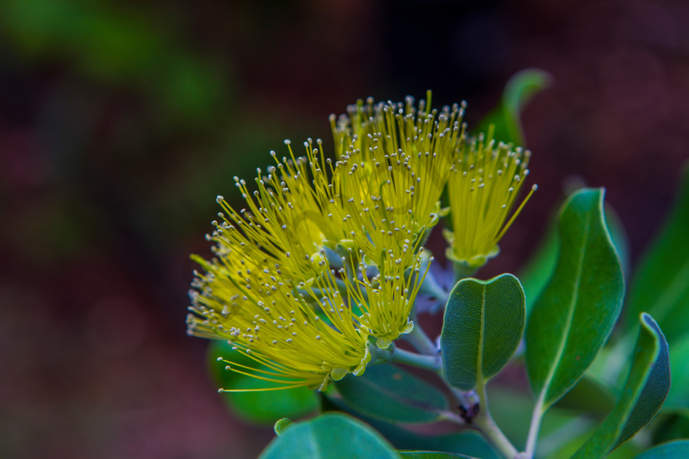 Hawaii Florals | Yellow Ohia 2 by William Weaver