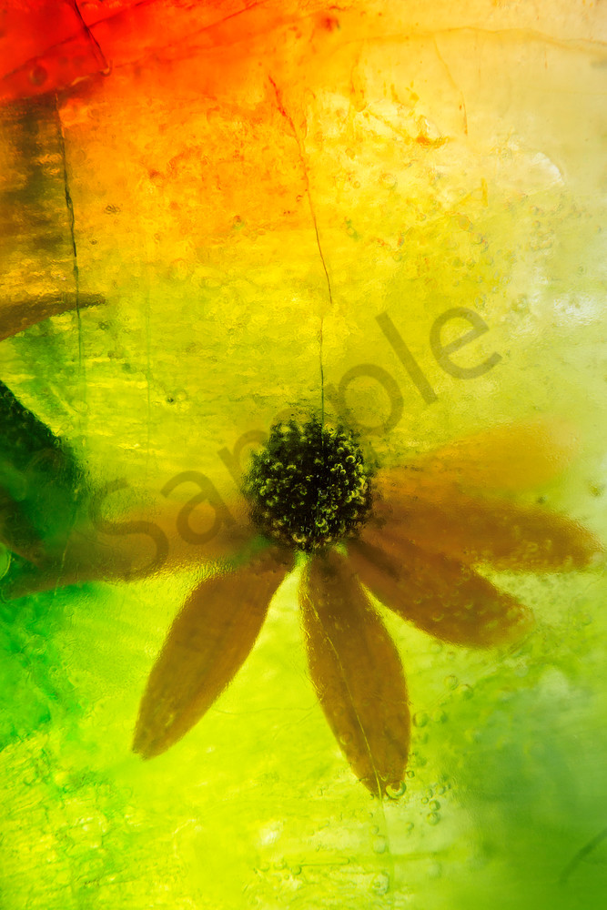 Suspended Black-Eyed Susan Abstract