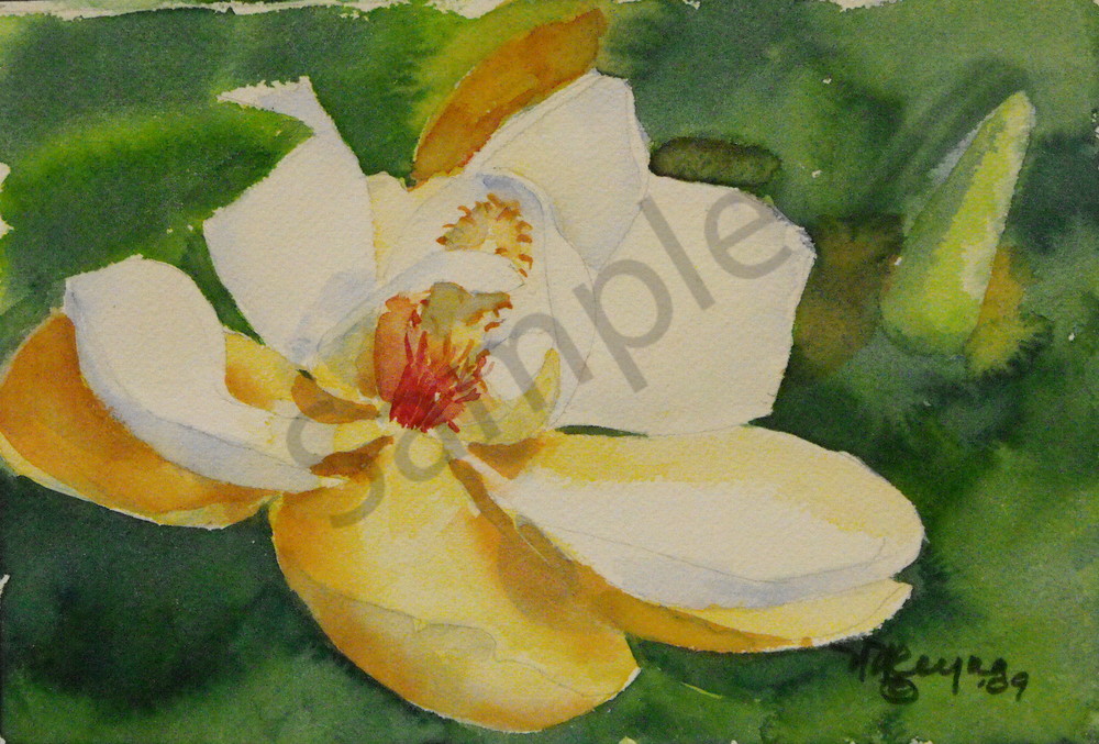 Magnolia Art for Sale