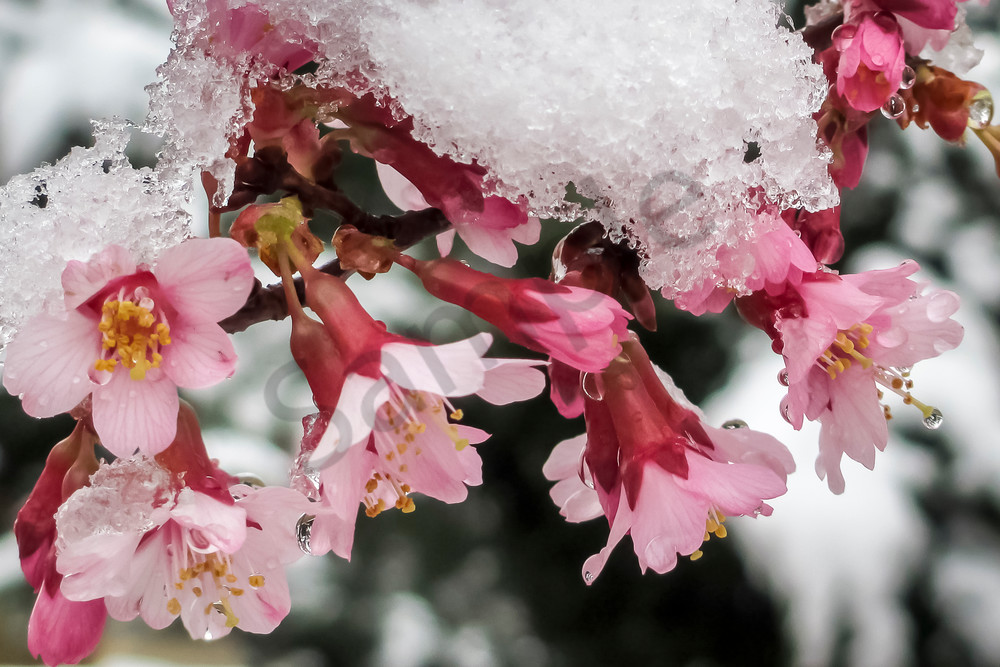 Flower Wall Art: Flowers in the Frost