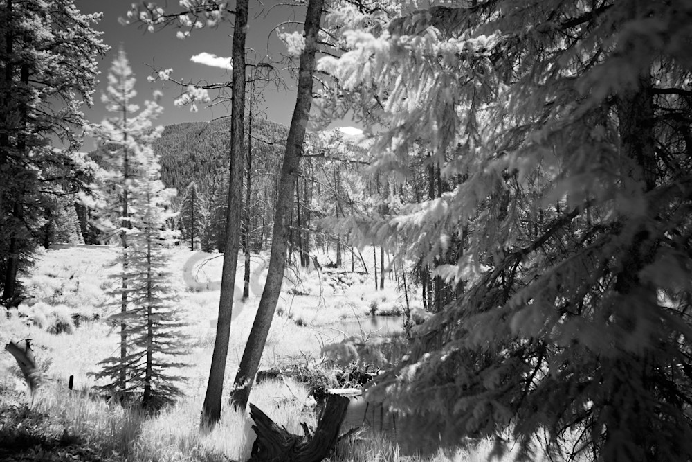 9368 Trees And Beaver Ponds Art | Cunningham Gallery
