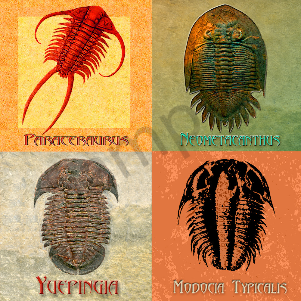 4 Fossil Trilobites