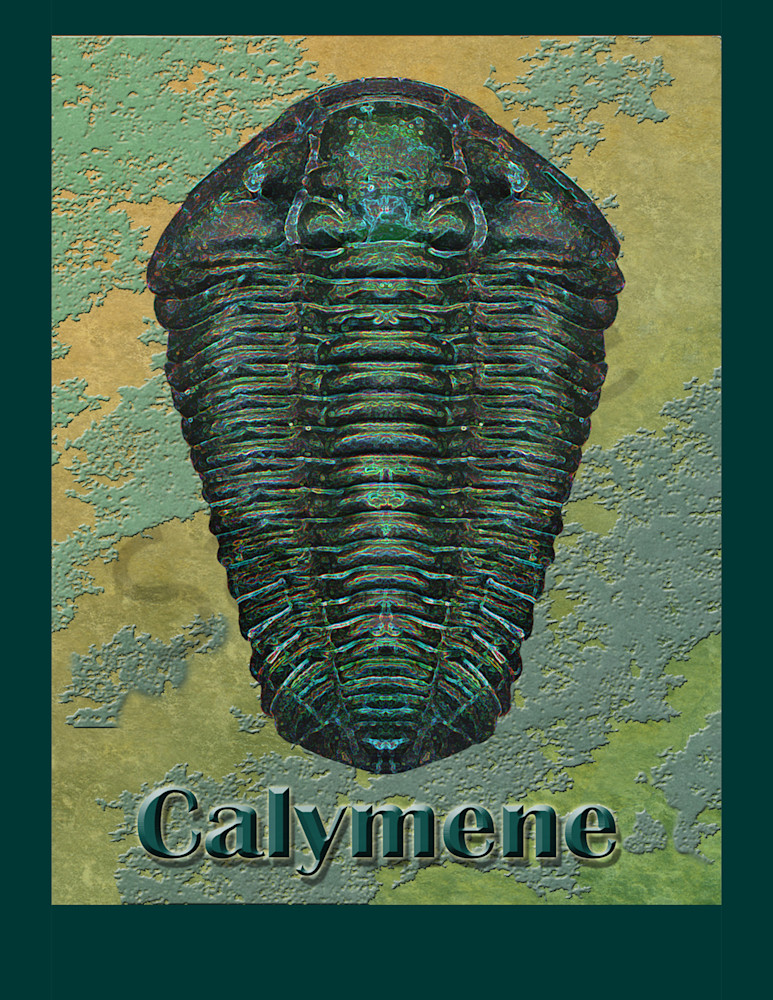 Calymene Niagarensis Fossil Trilobite